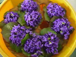Sweet Violets