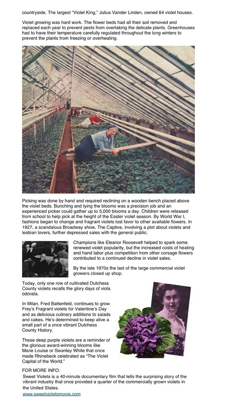 Sweet Violets, Greendoor, page 2